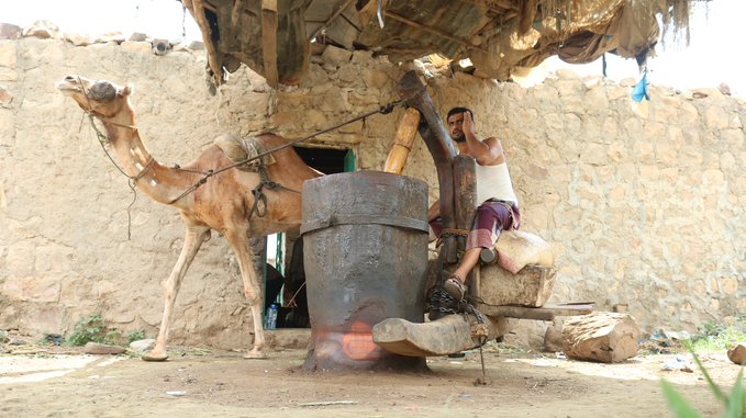 معصرة تقليدية أثرية في تعز اليمنية ما زالت تستعين بالإبل لاستخراج زيت السمسم (تحقيق مصور)