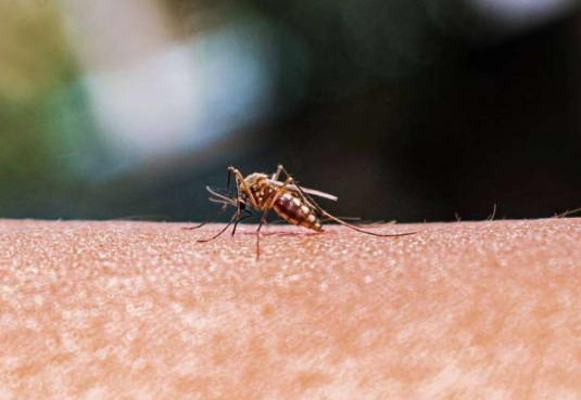 أميركا تسجل أولى الإصابات المحلية بالملاريا منذ 20 عاما